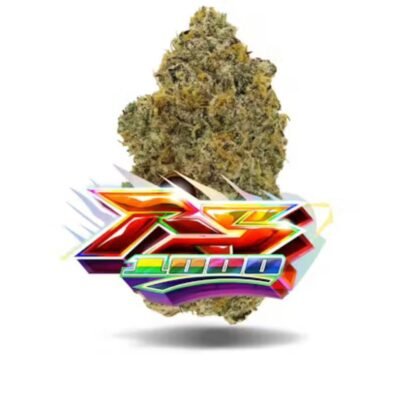 Jungle Boys RS1000