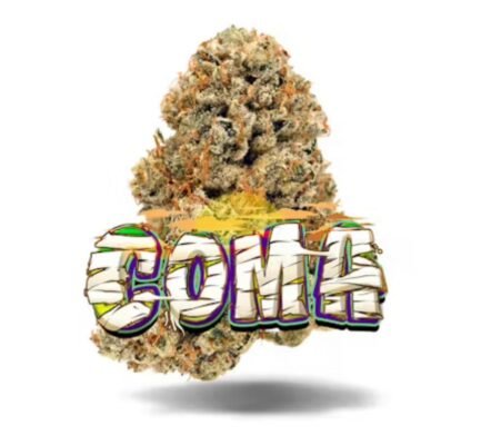 Jungle Boys Coma