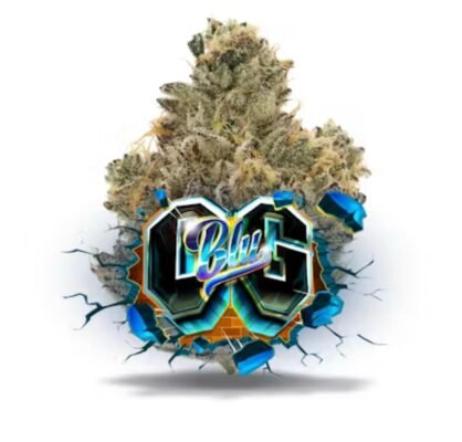 Jungle Boys Blu OG